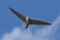 Heron bihoreau-03